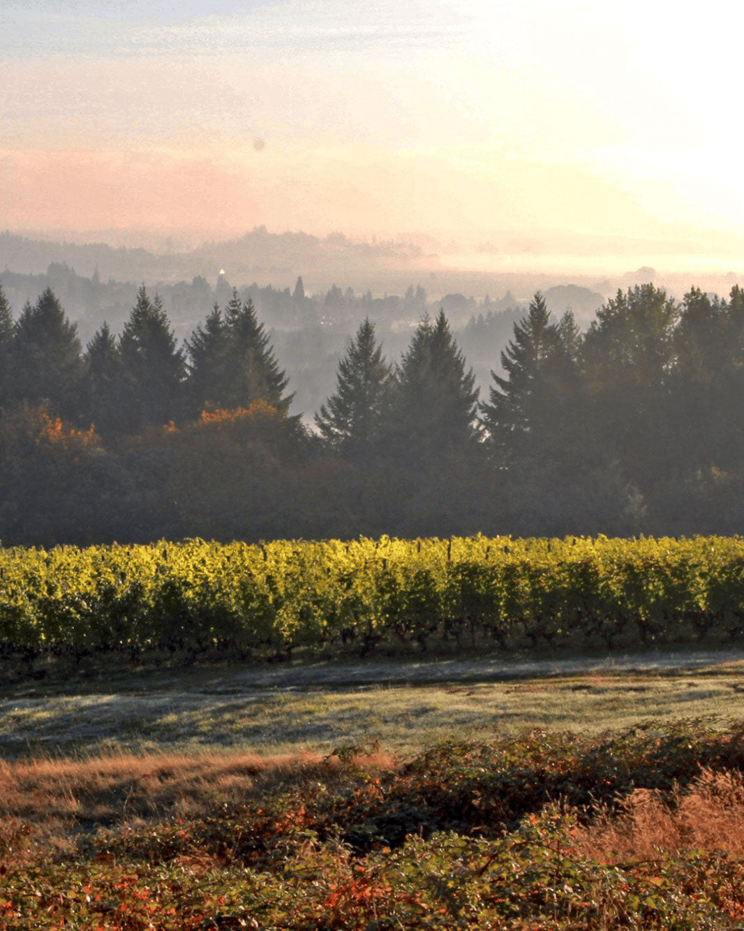 Ponzi Vineyards Abetina Vineyard