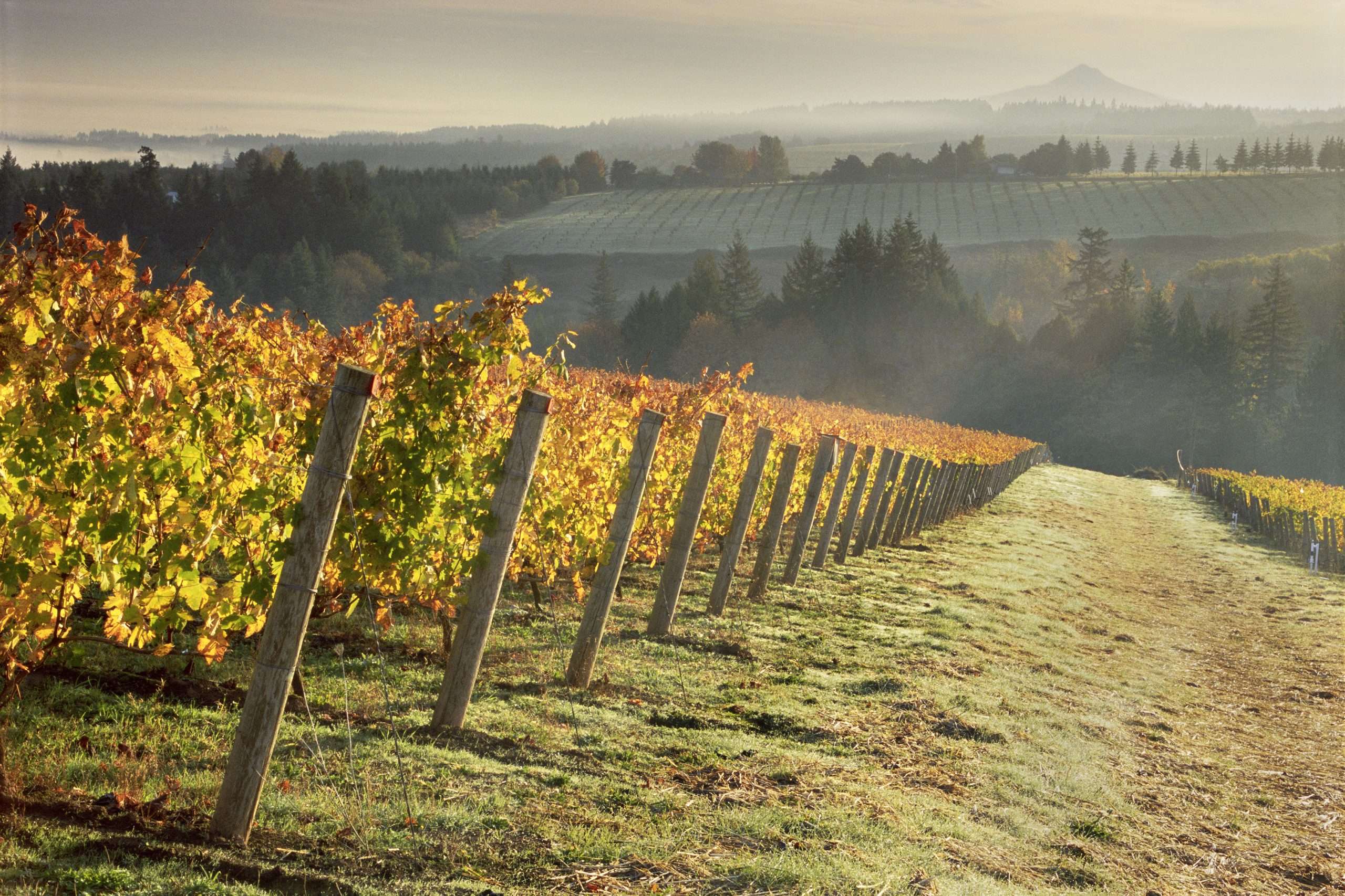 Vineyard with rows of grapevines in autumn, with a mountain in the distance.