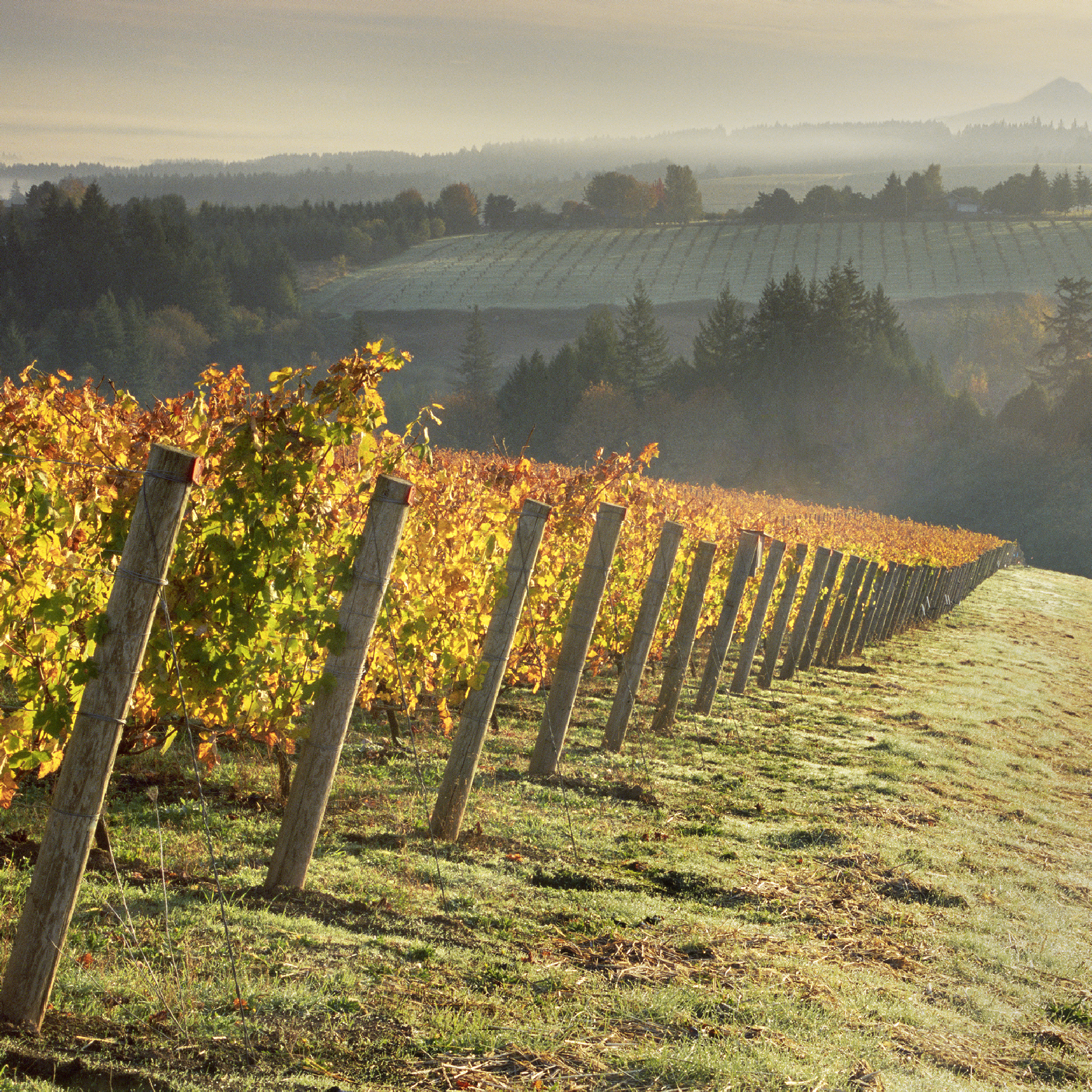 Aurora Vineyard
