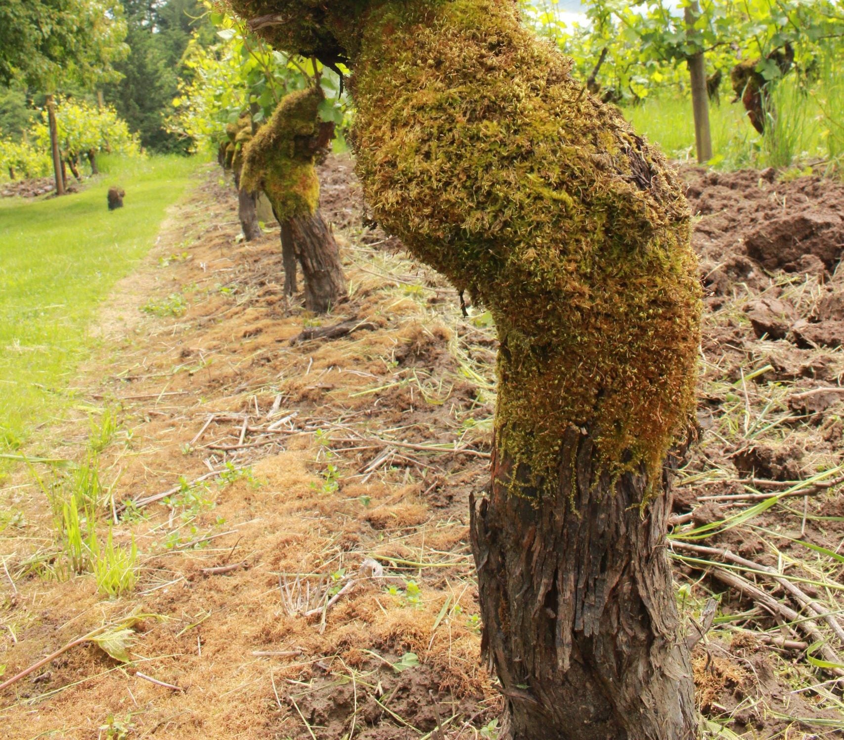 Moss-covered tree stump with green grass and trees in the background.