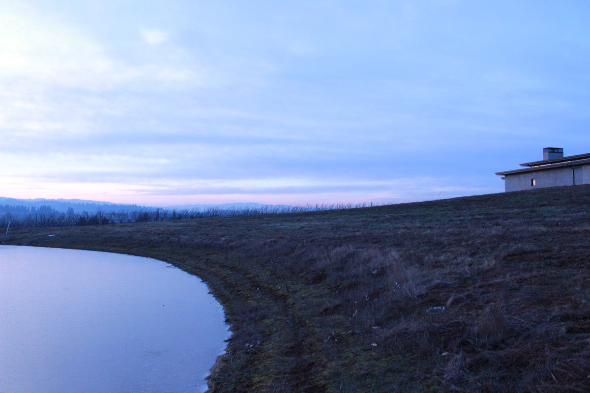 The Pond at Ponzi